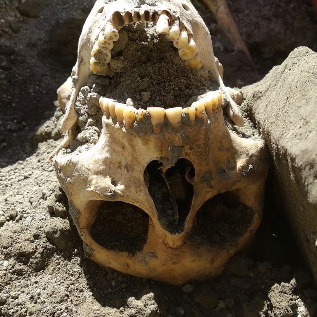 Skull Of Crushed Pompeii Victim Found ‘Intact’