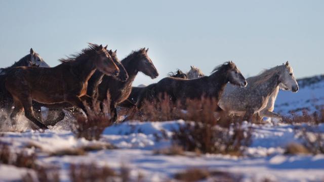 Passing The Brumby Bill Is A Backward Step For Environmental Protection In Australia