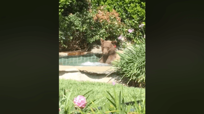 It’s Time To Log Off And Kick It Like This Chill-Arse, Margarita-Drinking Bear