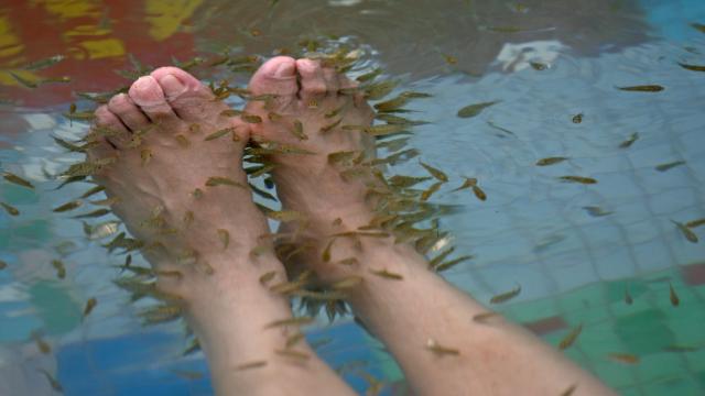 A Woman Lost Her Toenails After A Fish Pedicure