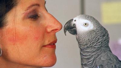This Brain Part Could Explain Why Parrots Are So Much Smarter Than Other Birds