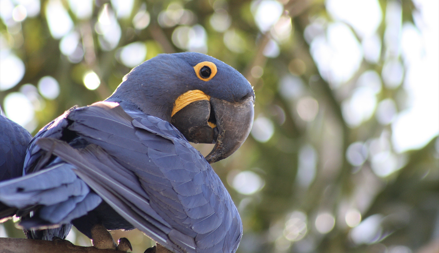 This Brain Part Could Explain Why Parrots Are So Much Smarter Than Other Birds