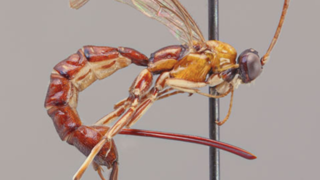 I Do Not Like This New Wasp Species Whose Giant Stinger Lays Eggs Inside Spiders