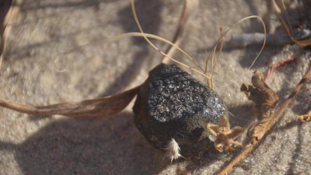 Meteorite Hunters Find Remains Of Last Month’s Botswana Fireball