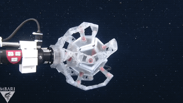 This Folding Robotic Device Captures Delicate Sea Creatures Without Crushing Them