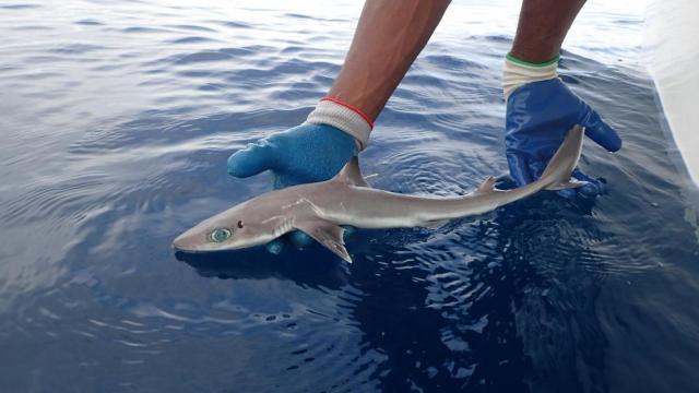 Adorable New Shark Species Named After Trailblazing Marine Biologist Eugenie Clark