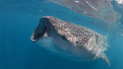 Whale Sharks Can Live 130 Years, New Study Estimates