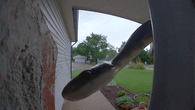 Woman’s Public Plea After Reptile Triggers Doorbell Cam: ‘Someone PLEASE Come Get This Snake’
