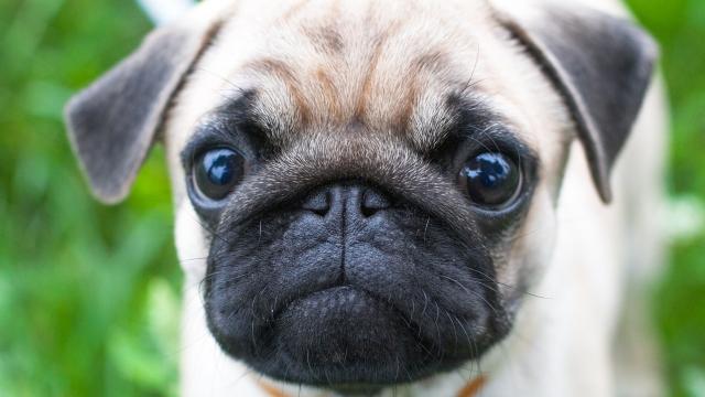 Dog Owners Fake-Cried So Researchers Could Confirm The Sweet Truth About Our Pups
