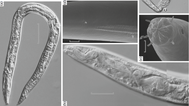 Russian Scientists Claim To Have Resurrected 40,000-Year-Old Worms Buried In Ice