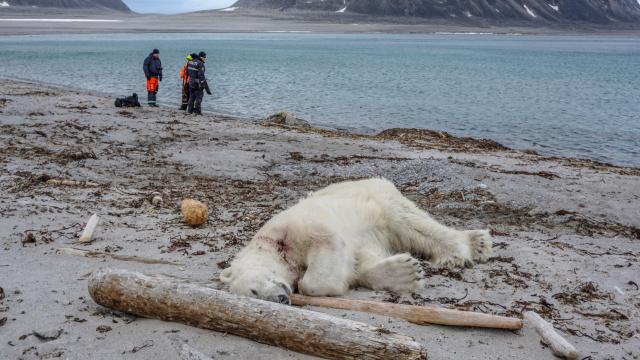 Arctic Cruise Line Staff Shoot And Kill Polar Bear After Alleged Attack On Guard