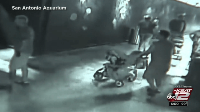 Incompetent Thieves Steal Shark From San Antonio Aquarium By Disguising It As A Baby