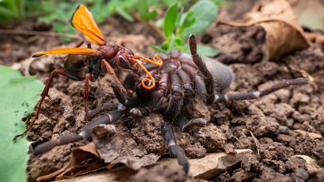 Here’s A Photo Of A Tarantula And Wasp Fighting To The Death