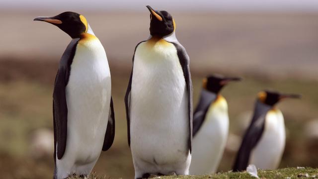 The World’s Largest King Penguin Colony Is Catastrophically Shrinking, And We Don’t Know Why