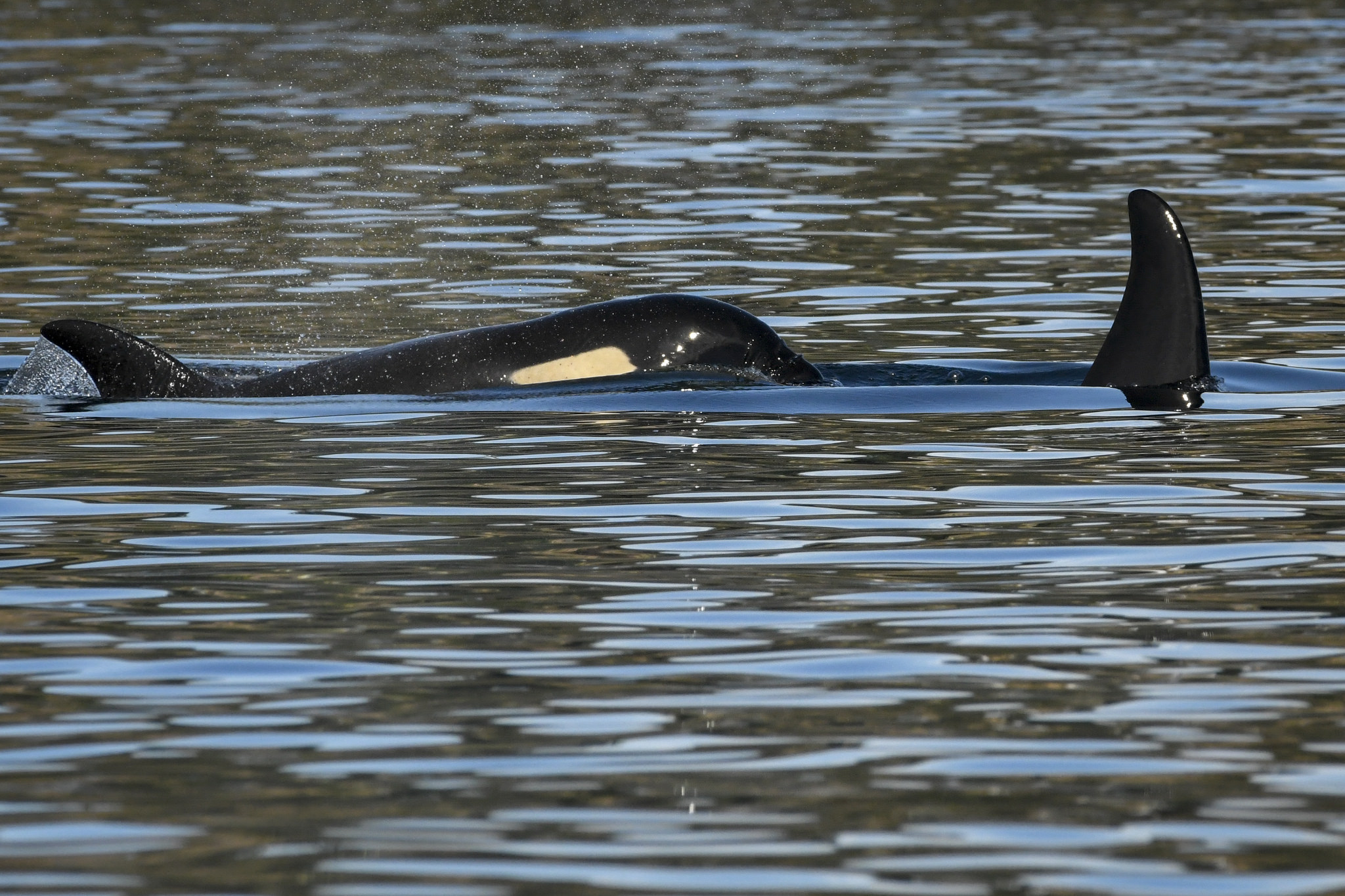 That Mourning Orca Whale Mother Should Be A Wake-Up Call