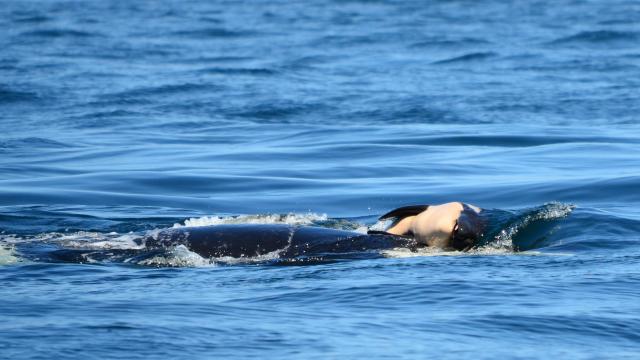 That Mourning Orca Whale Mother Should Be A Wake-Up Call