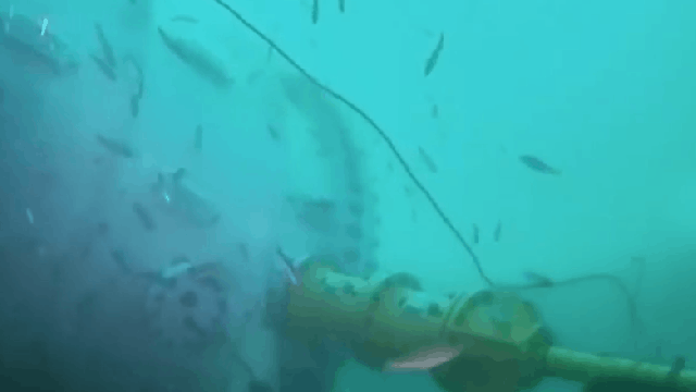 You Can Watch Live Video From Microsoft’s Underwater Data Centre If That’s Your Kind Of Thing