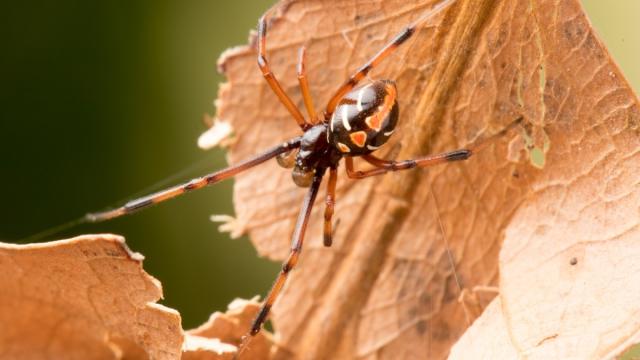 Black Widow Spiders Are Spreading Farther North Than Ever Before