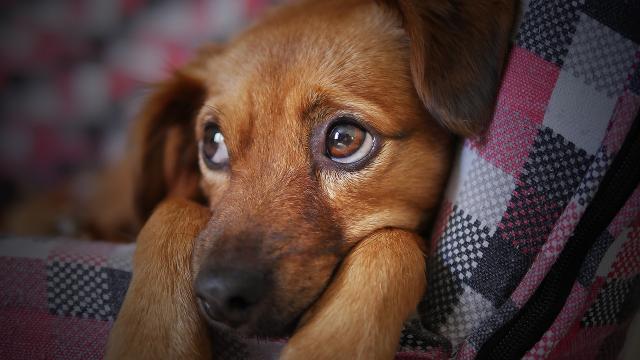 Veterinarians Say Pet Owners Are Hurting Animals To Get Opioids