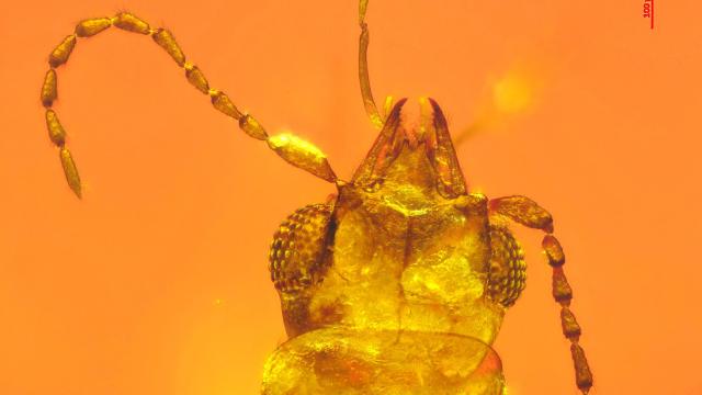 Beetle Trapped In 99-Million-Year-Old Amber Was An Early Pollinator 