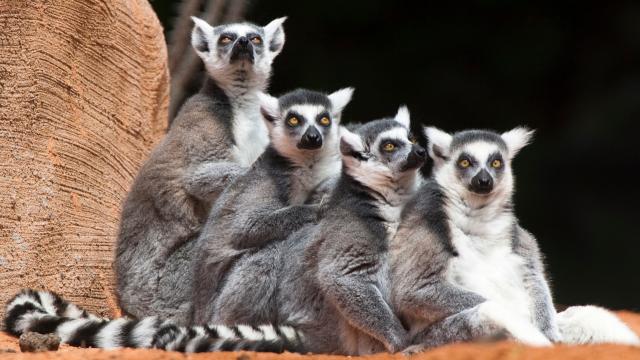 Misidentified Fossils Could Rewrite The History Of Lemurs On Madagascar   