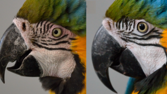 Blue-And-Yellow Macaws Turn Pink To Communicate, But What Are They Saying?
