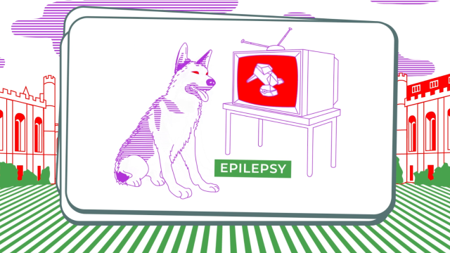 Canine Epilepsy And Purple Squiggles: The Unexpected Success Story Of SET