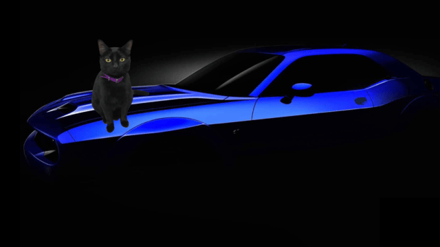It’s About Time We Make Some Optional Car Packages For Cats