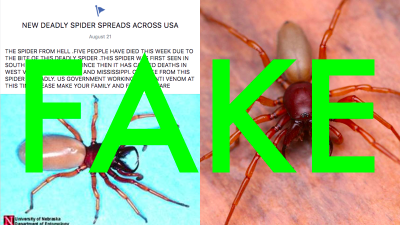Viral Facebook Post About A ‘Deadly Spider’ Spreading Across The US Is Totally Fake