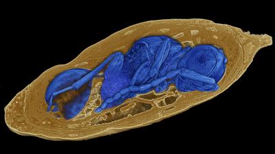 Stunning Fossils Show Ancient Parasitic Wasps Still Inside Their Unfortunate Hosts