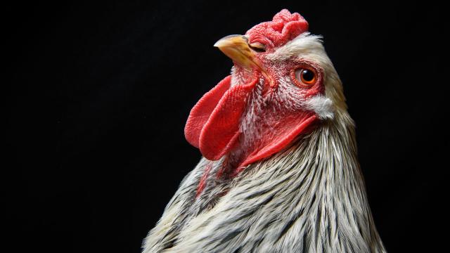 Store-Bought Chicken Could Be Causing Urinary Tract Infections