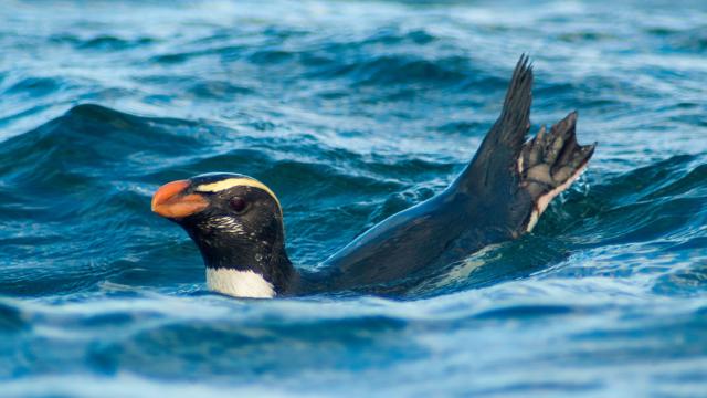 New Zealand Penguins Travel 2500 Kilometres For Food In Marathon Migration