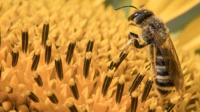 French Ban On Neonicotinoid Pesticides, Which Bees May Find Addictive, Goes Into Effect