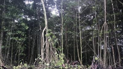 Why Hawaii Is Burning Its Massive Mangrove Trees
