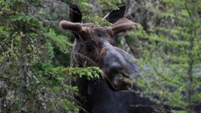 Exhausted Moose Drowns After Being Scared Into Water By Photo-Snapping Crowd