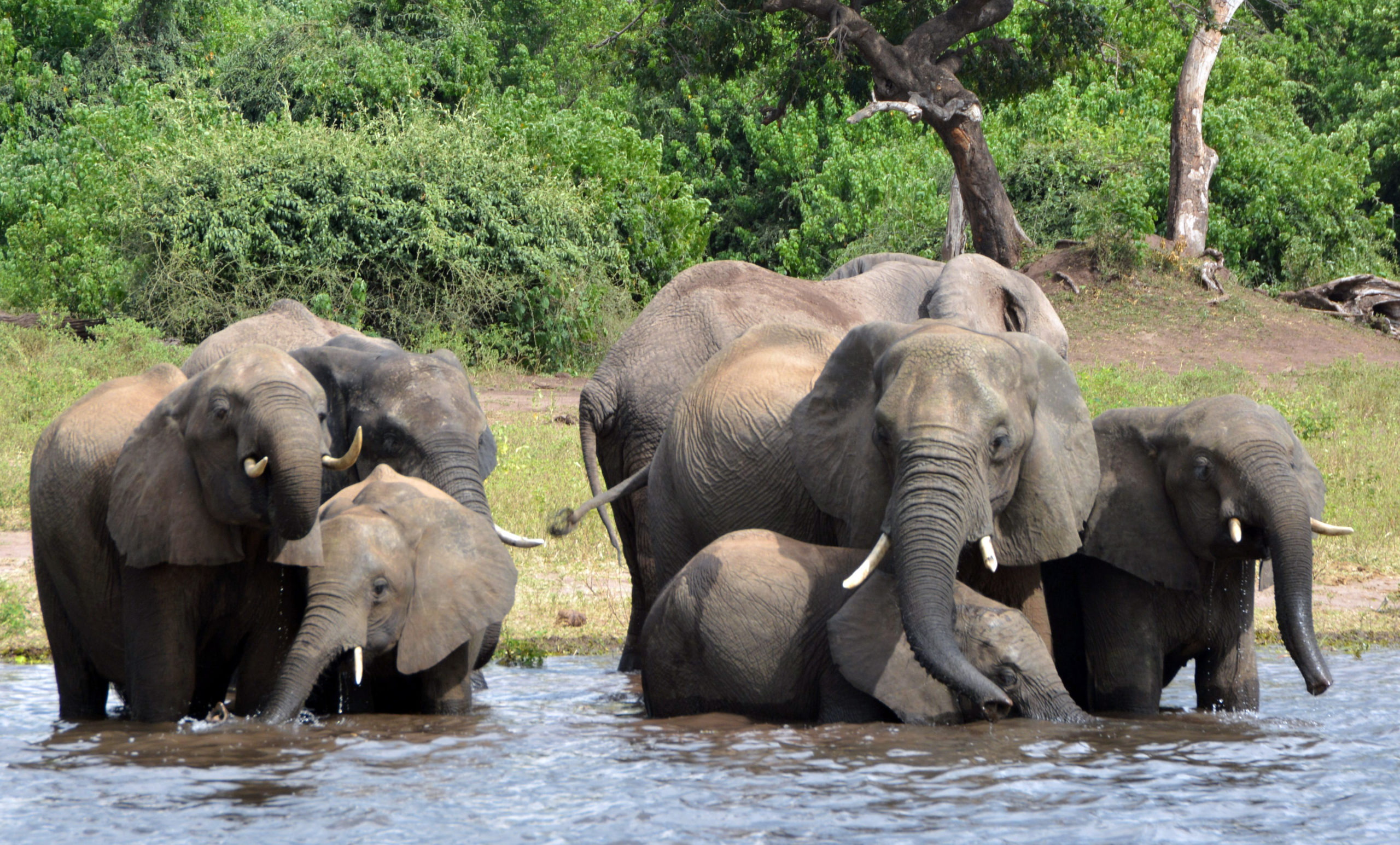 Unprecedented Poaching Frenzy In Botswana Leaves Nearly 100 Elephants Dead