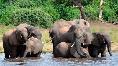 Unprecedented ‘Poaching Frenzy’ In Botswana Leaves Nearly 100 Elephants Dead