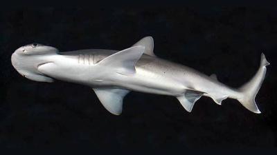 Scientists Have Discovered The First Known Omnivorous Shark