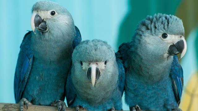 Cute Blue Bird From Rio Now Believed To Be Extinct In The Wild