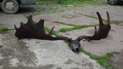 Fishermen Find 10,000-Year-Old Skull And Antlers Of Extinct Giant Elk