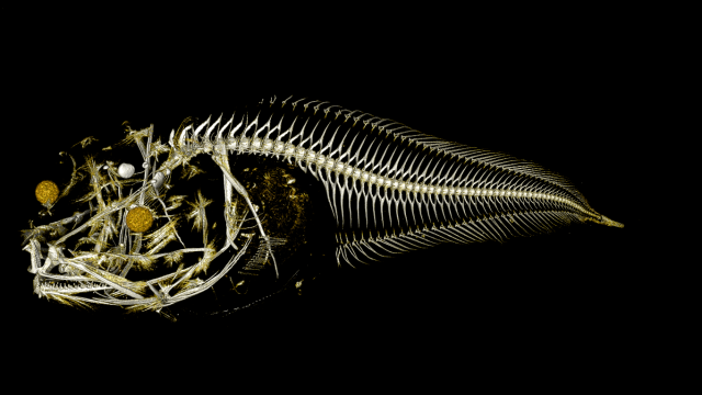 Three Freaky New Fish Species Discovered In One Of The World’s Deepest Trenches