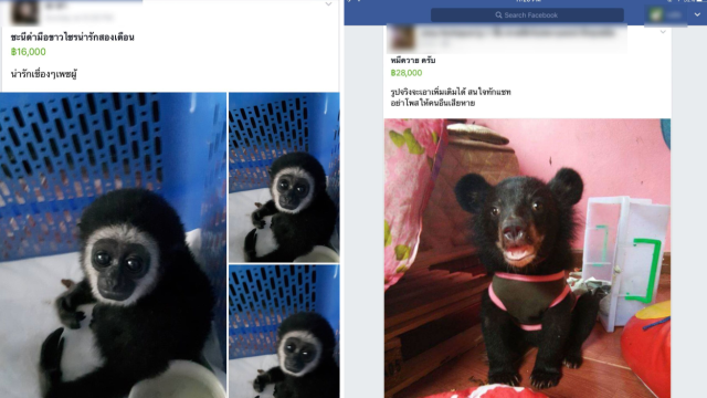 Watchdog Busts Facebook Groups Selling More Than 100 Protected Animal Species In Thailand