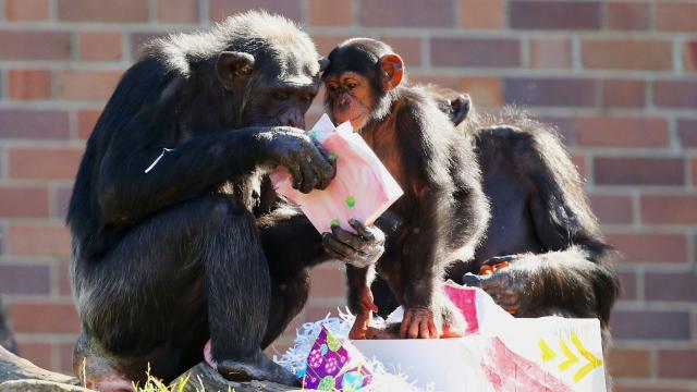 Toddlers And Chimpanzees Share A Surprising Unspoken Language
