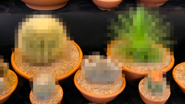 Drama Over Shirtless Selfie In Houseplant Hobby Group Inspires Wave Of Plant Nude Trolling