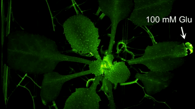 Watch The Awesome Way In Which Plants Defend Themselves Against Threats