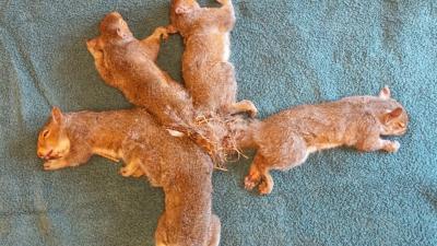Five Baby Squirrels Who Got Their Tails Tangled In A Knot Are Fine Now, Thanks