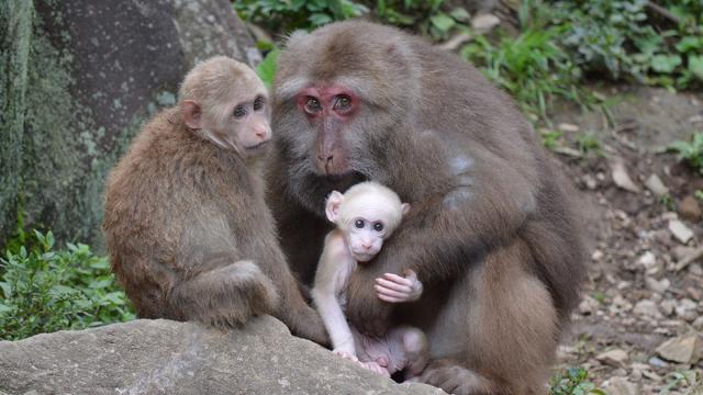 Primate Relationships Are Messier Than We Thought, New Research Suggests