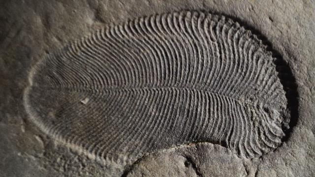 Extraordinary Evidence Suggests 558-Million-Year-Old Fossil Is The Oldest Known Animal On The Planet