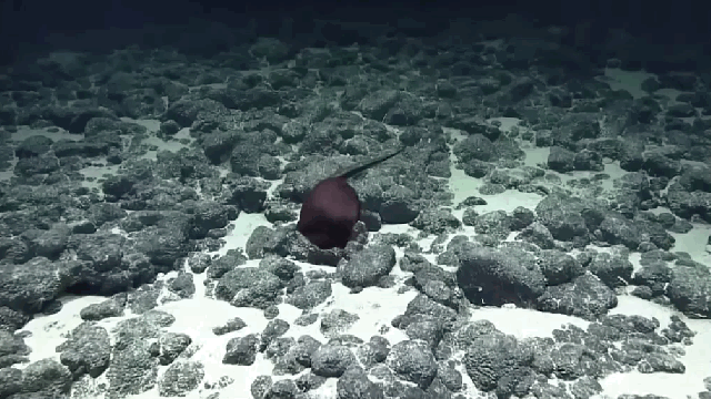 This Deep Sea Eel Is The Raddest Thing You’ll See All Week