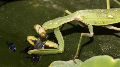 Dear Lord, Praying Mantises Can Actually Catch Fish